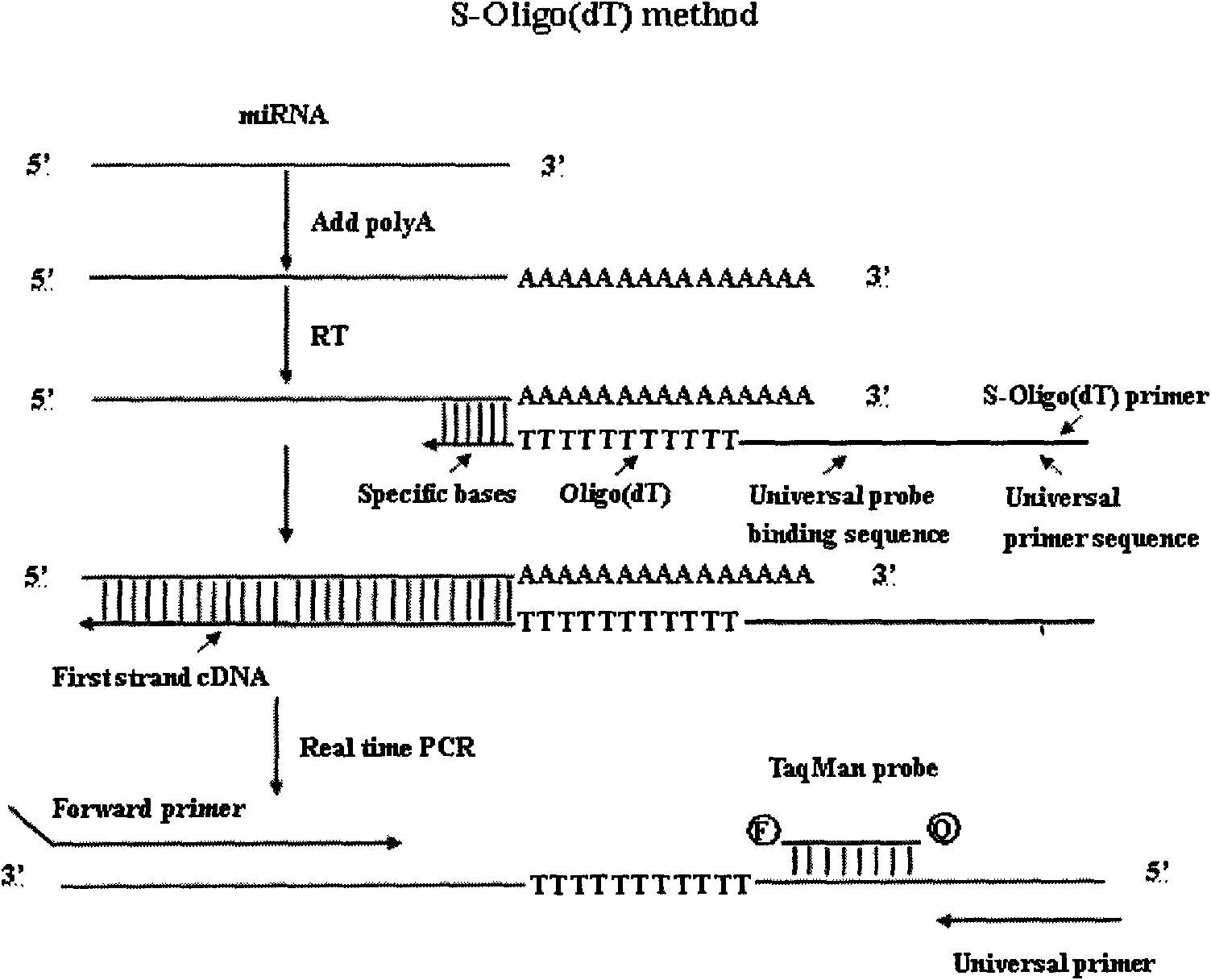 Method and primers for detecting mi ribonucleic acid (miRNA) and application of method