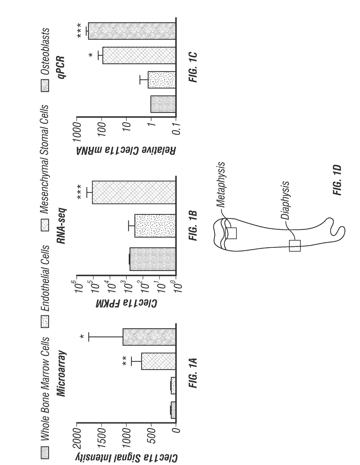 Clec11a is a bone growth agent