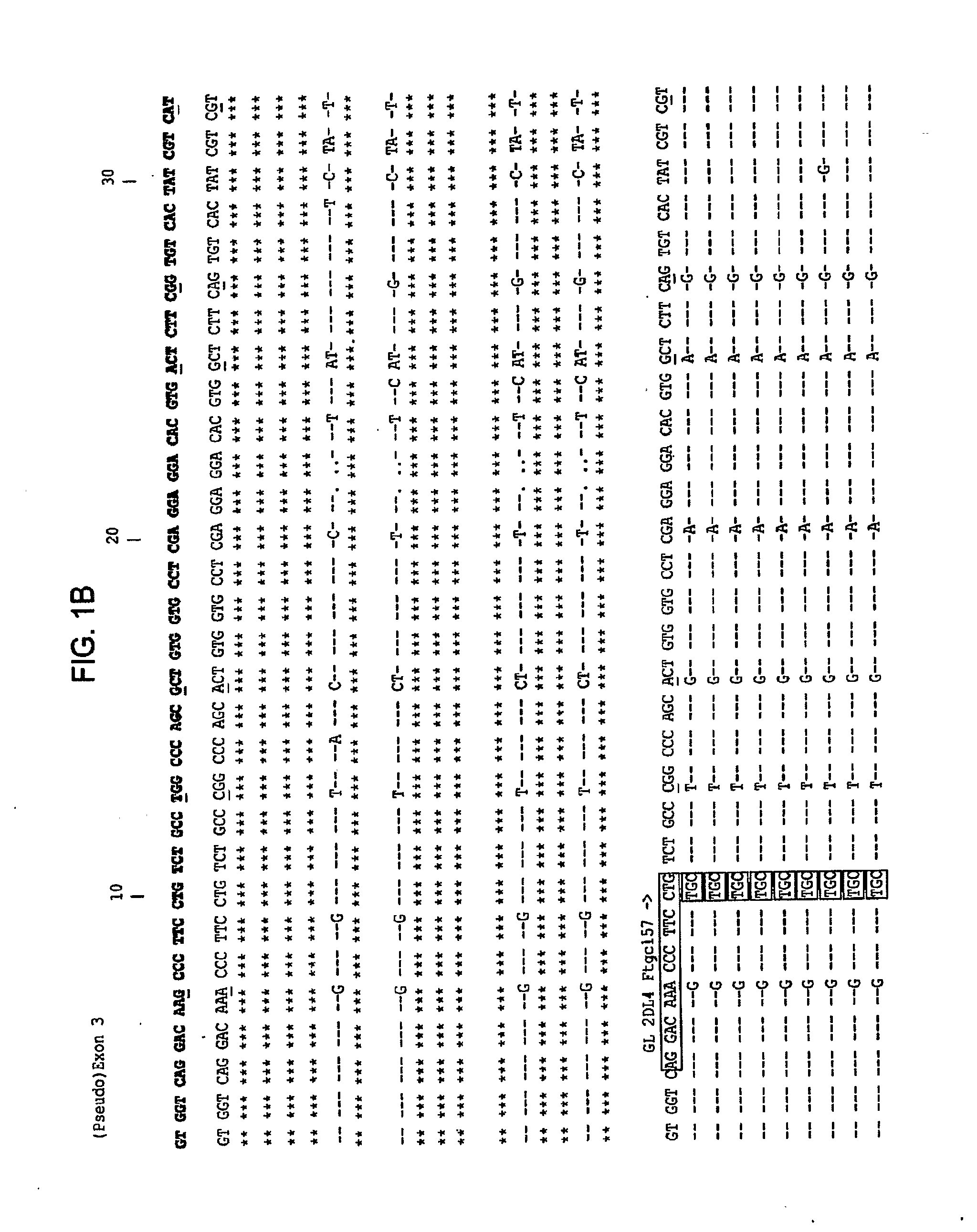 Methods and Compositions for Kir Genotyping