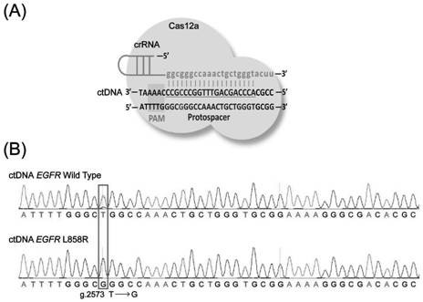 Biosensor, preparation method and application thereof, and electrochemical system for detecting ctDNA