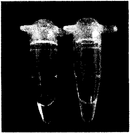 Method for detecting desoxyribonucleic acid anti-counterfeiting maker by utilizing loop-mediated isothermal amplification technology