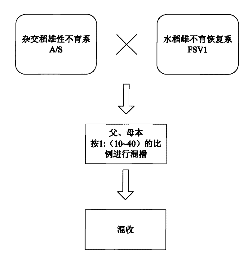 Application and cultivation method of high-frequency recessive female sterile rice restorer lines