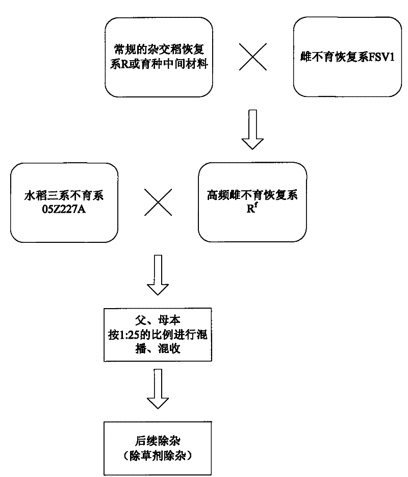 Application and cultivation method of high-frequency recessive female sterile rice restorer lines