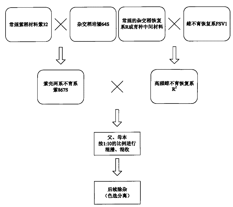 Application and cultivation method of high-frequency recessive female sterile rice restorer lines