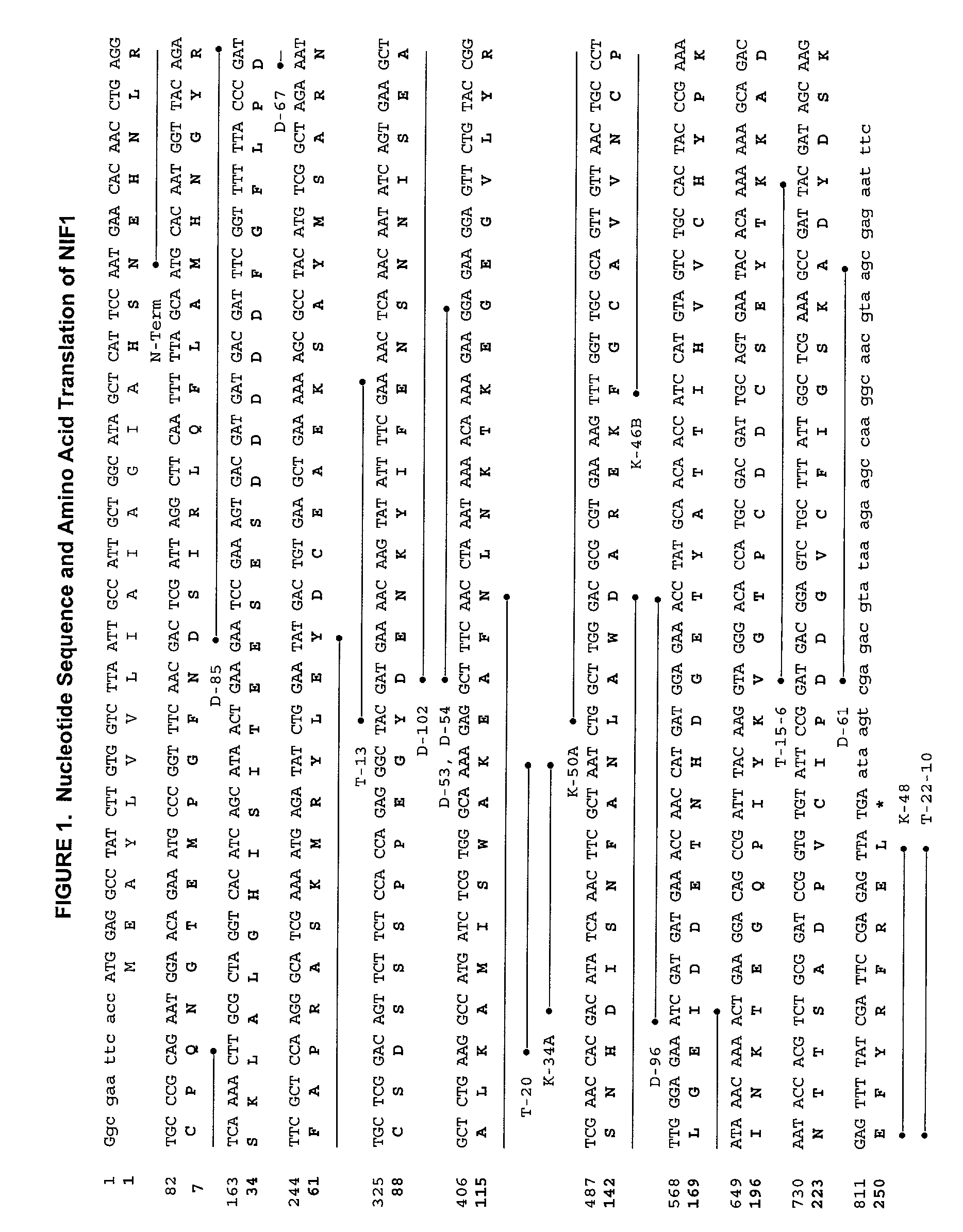 Process for the preparation of neutrophil inhibitory factor