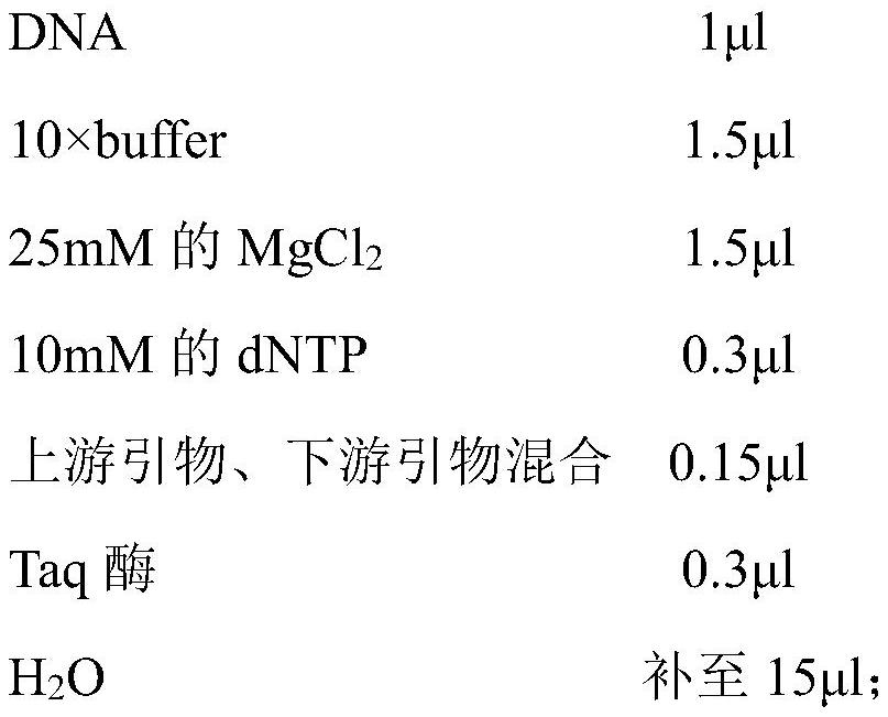 SNP molecular markers related to traits of grass carp and their application