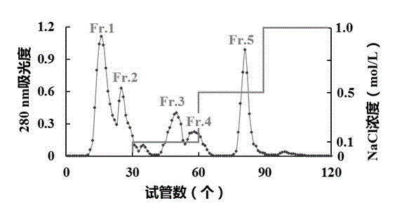 Antioxidant polypeptide with Raja porosa meat protein as well as preparation method and application of antioxidant polypeptide