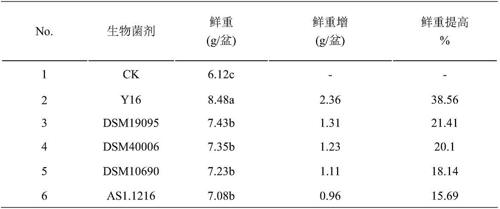 Bacillus licheniformis Y16 and application thereof in controlling soil-borne disease of crops