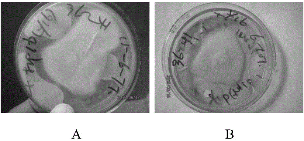 Bacillus licheniformis Y16 and application thereof in controlling soil-borne disease of crops