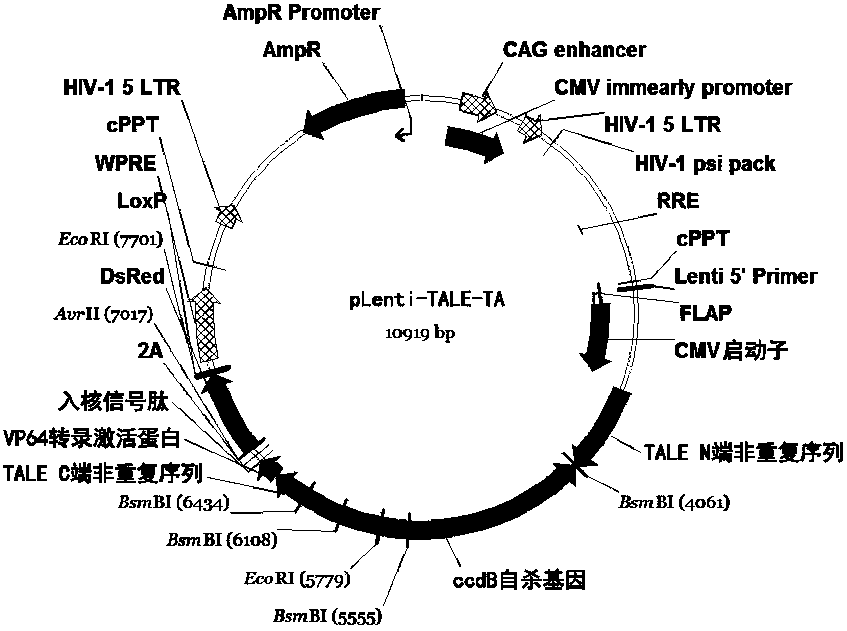 High-efficiency synthesis method of TALE (transcription activator like effectors) repeated segments for genetic fixed-point modification