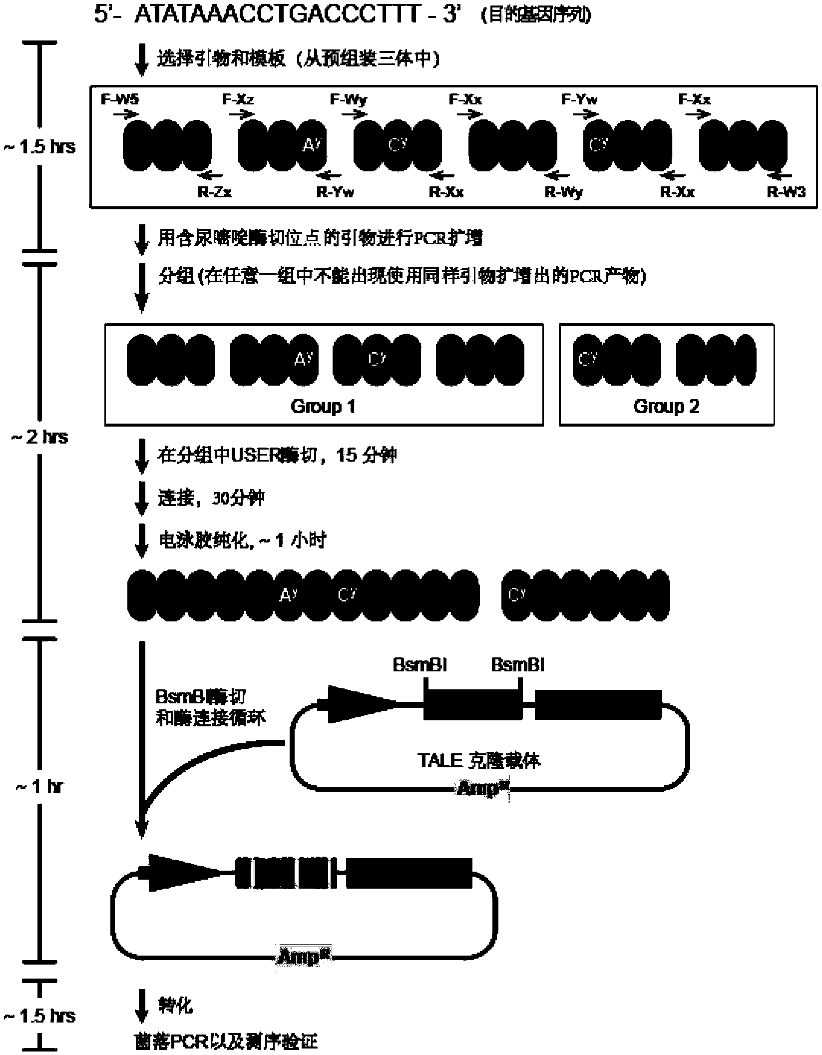 High-efficiency synthesis method of TALE (transcription activator like effectors) repeated segments for genetic fixed-point modification