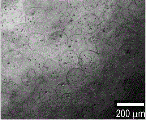 Preparation method and application of a cell-loaded three-dimensional scaffold