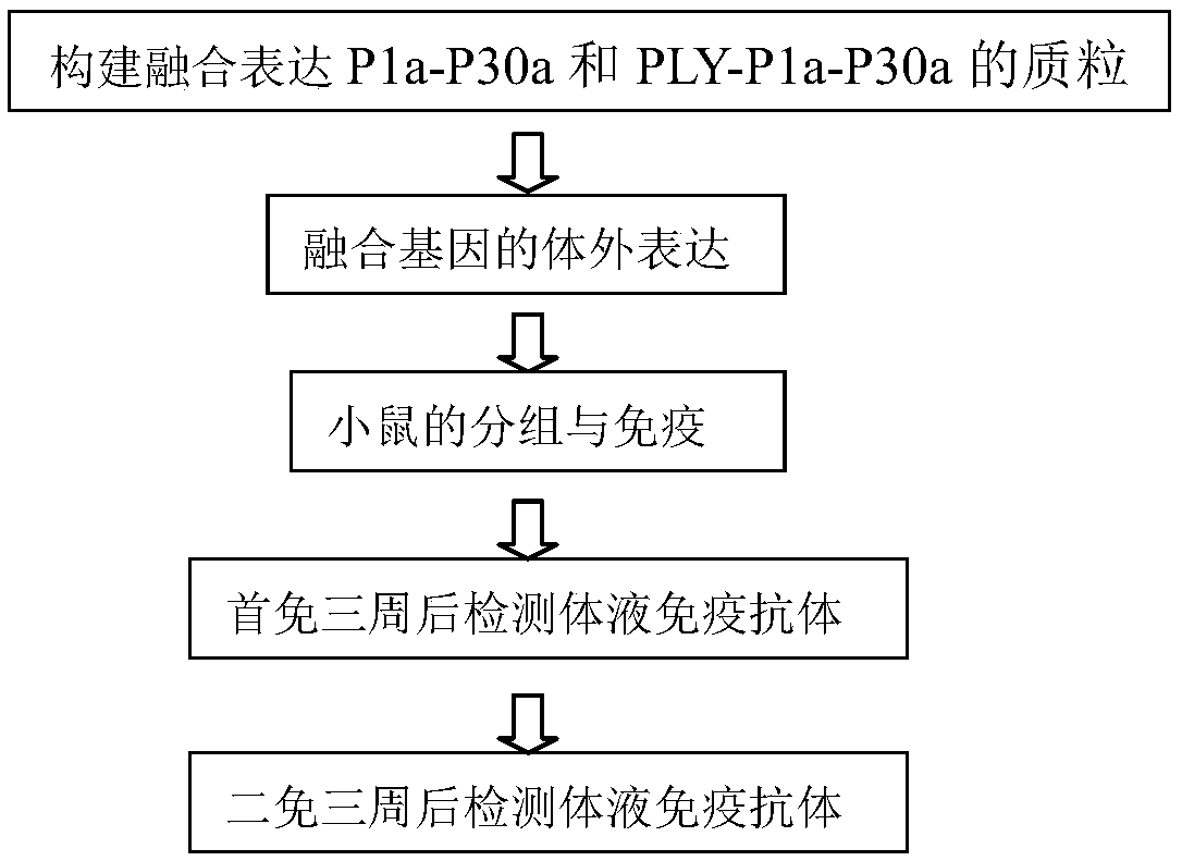 A fusion gene and its application in preparing pneumonia vaccine