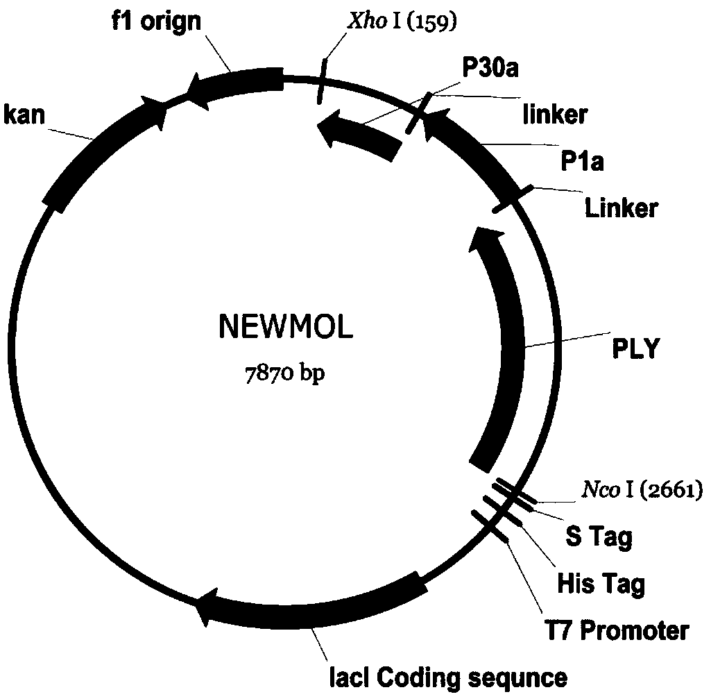 A fusion gene and its application in preparing pneumonia vaccine