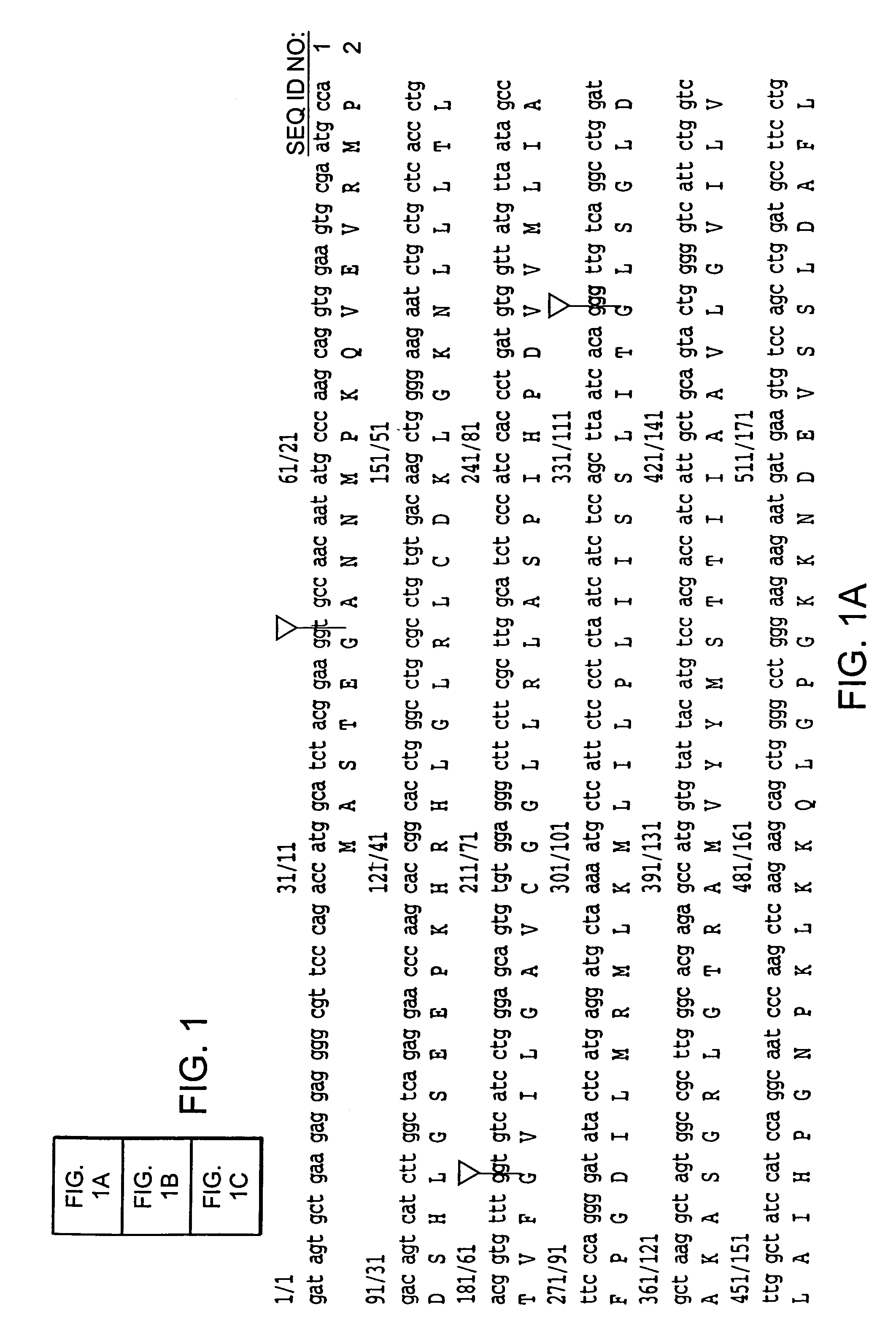 Aberrant glutamate transporters and methods of use