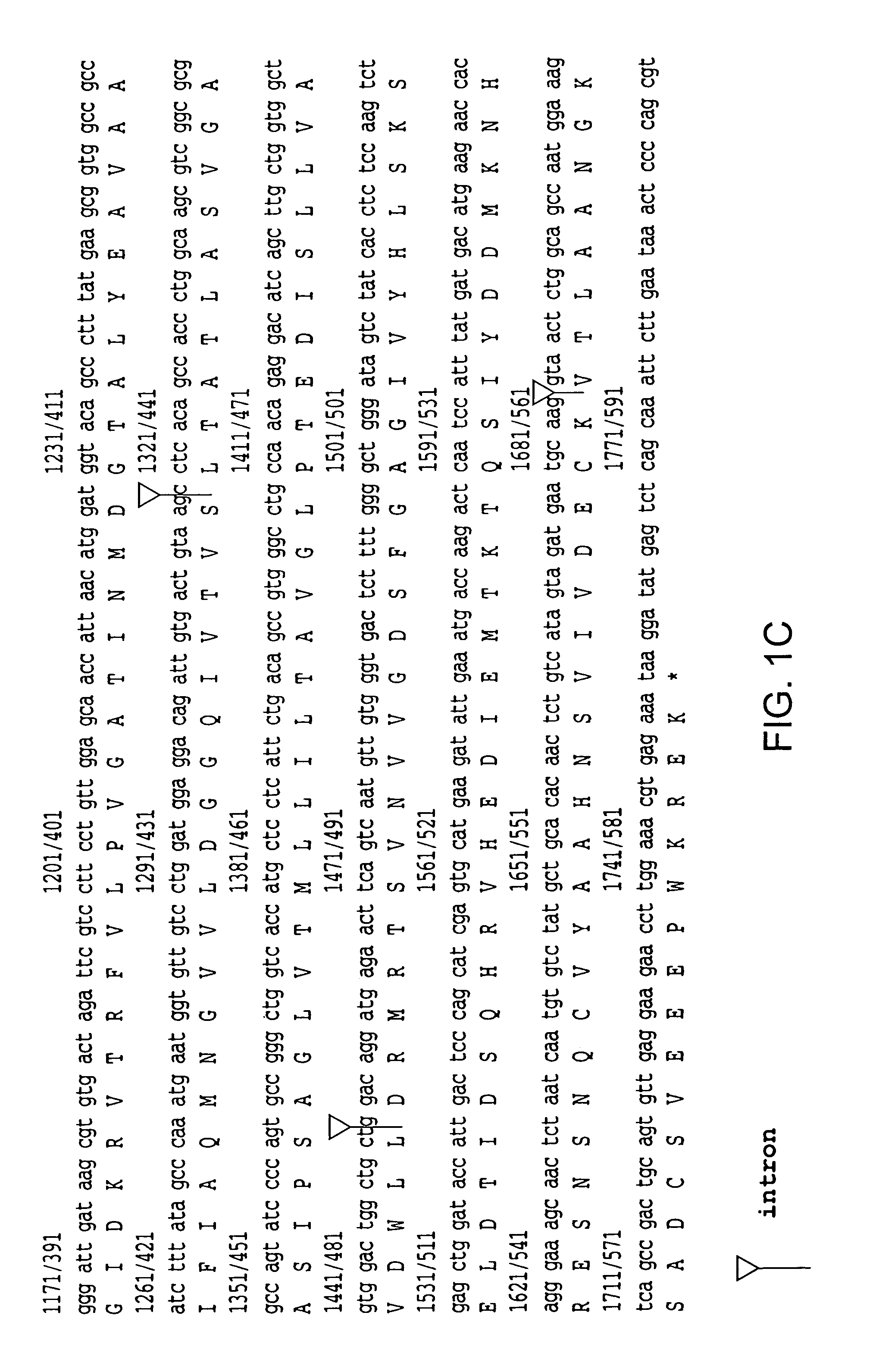 Aberrant glutamate transporters and methods of use