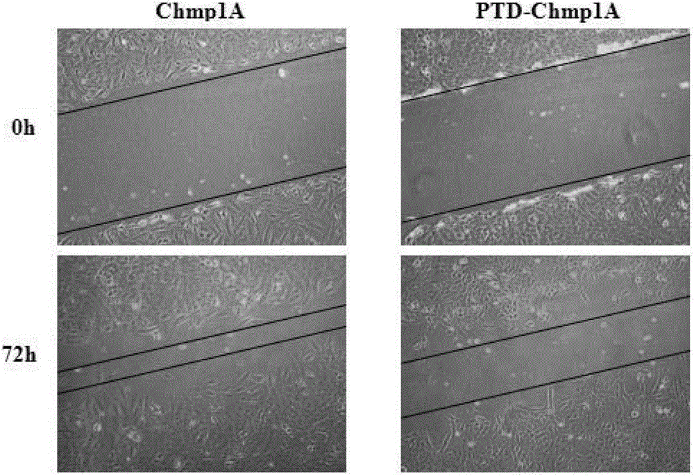 Recombinant chromatin modified albumin 1A, as well as coding gene and application thereof