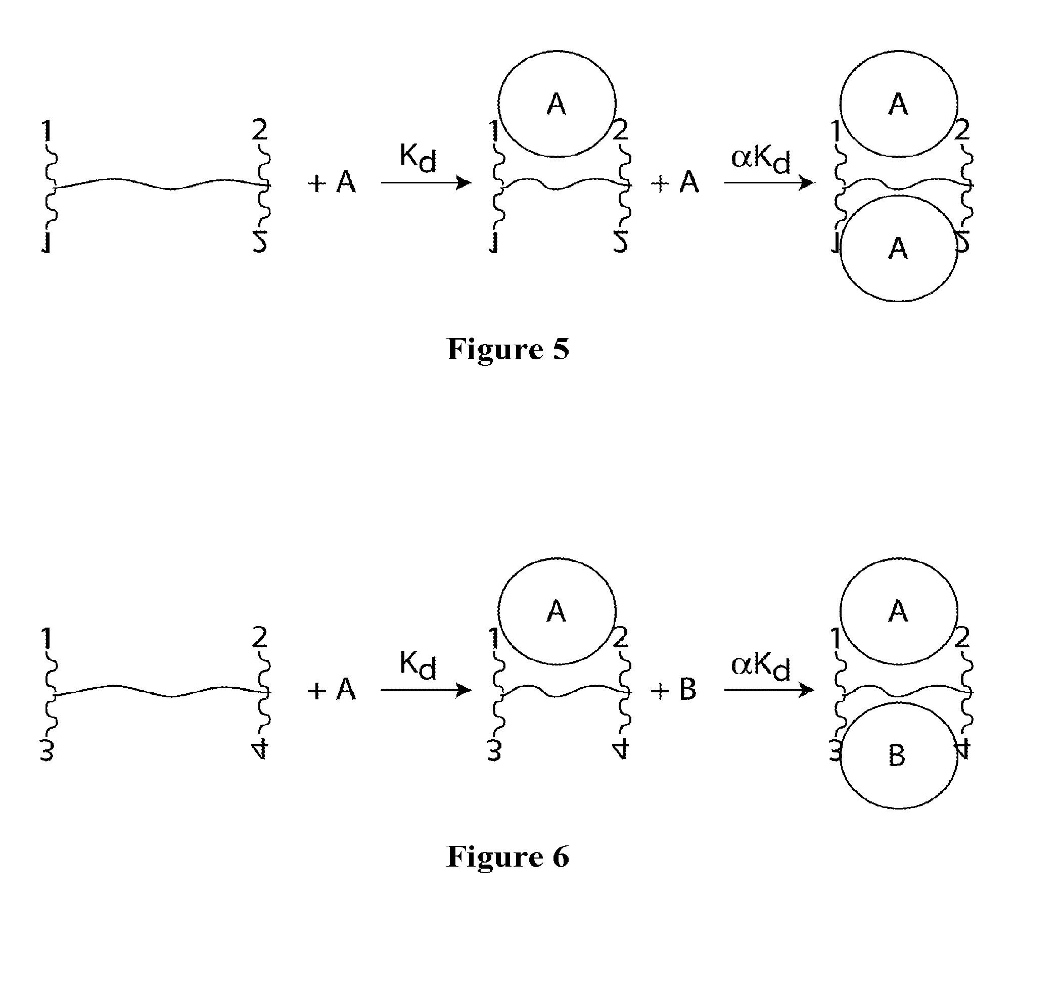 Synthetic Antibodies