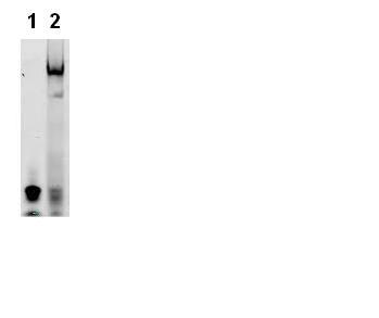 Tolyltriazole-containing polyethylene glycol protein modifier, preparation method thereof and application thereof