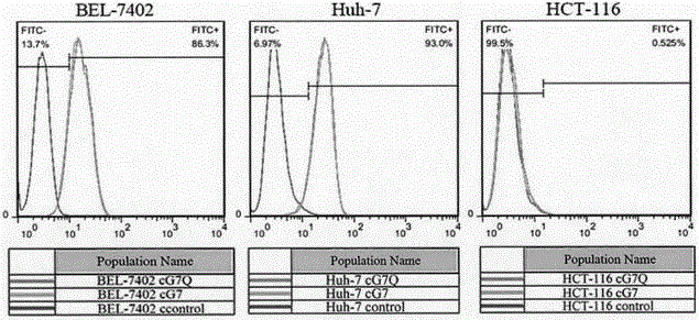 Design and application of mutant of antibody resisting to human CD24