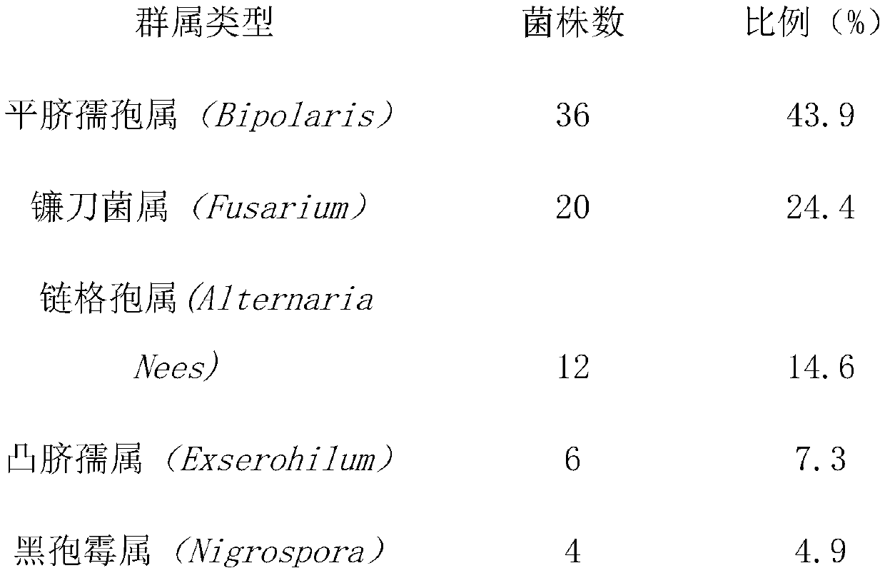 Identification method and application of pathogenic bacteria of weedy rice