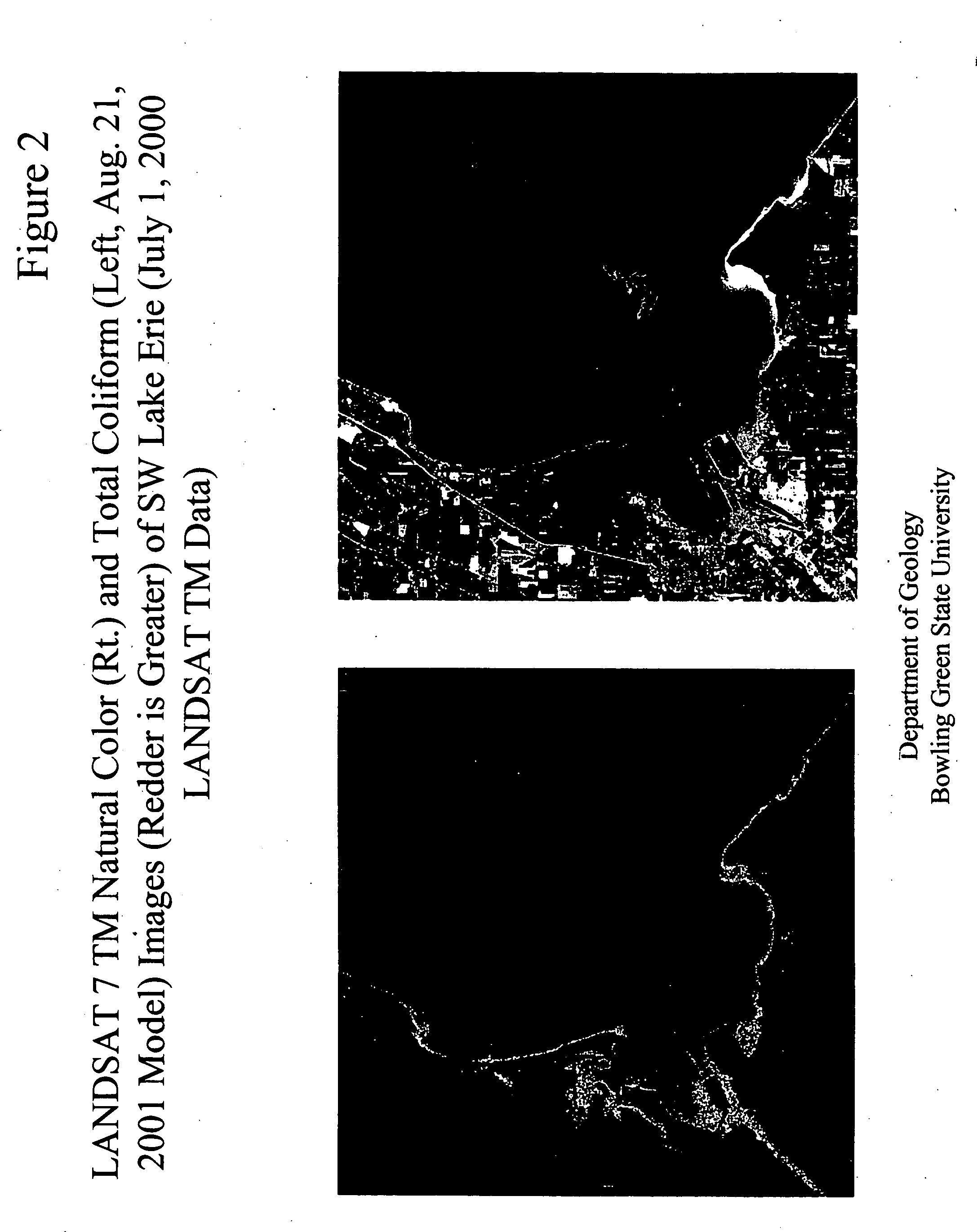 Method and apparatus for detecting coliform bacteria from reflected light