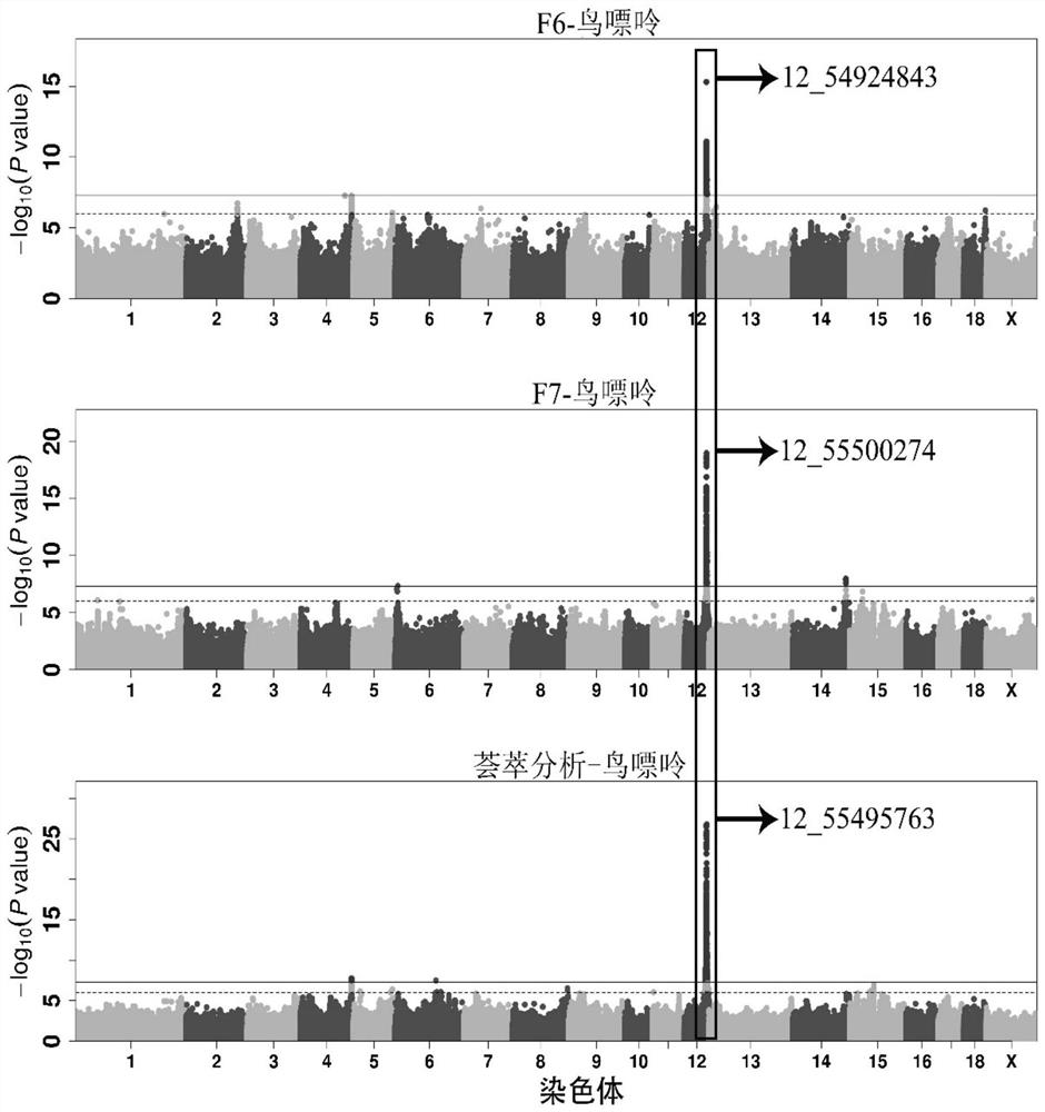 SNP marker affecting content of guanine in individual pigs