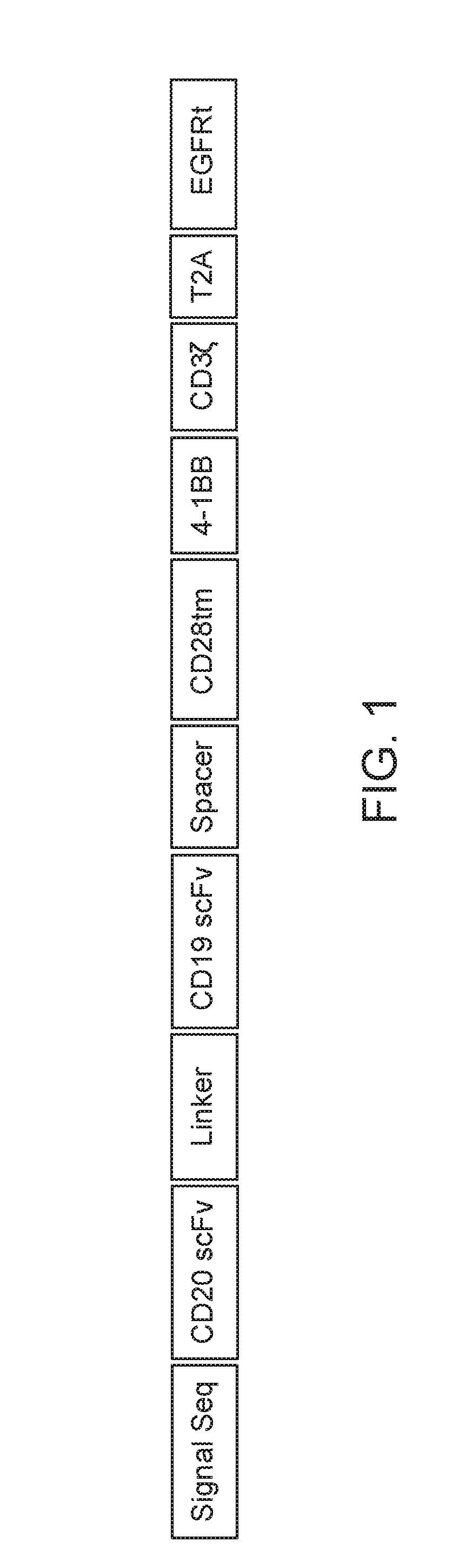 BISPECIFIC OR-GATE CHIMERIC ANTIGEN RECEPTOR RESPONSIVE TO CD19 and CD20