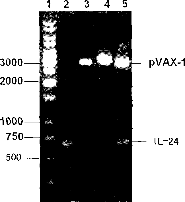 Intensified tubercle-resisting action of human interleukin 24