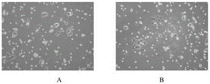 In vitro isolated culture method for rabbit melanophore