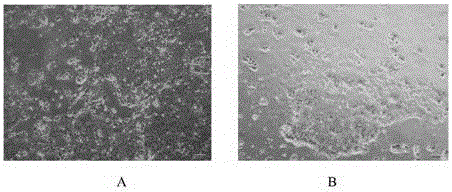 In vitro isolated culture method for rabbit melanophore