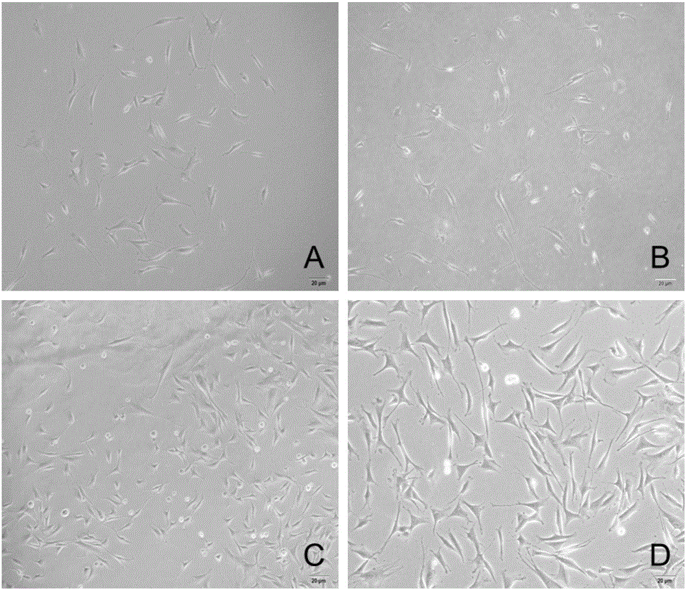 In vitro isolated culture method for rabbit melanophore