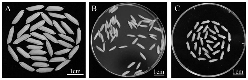 A method for detecting the distribution of chloroplasts in rice leaves after light treatment