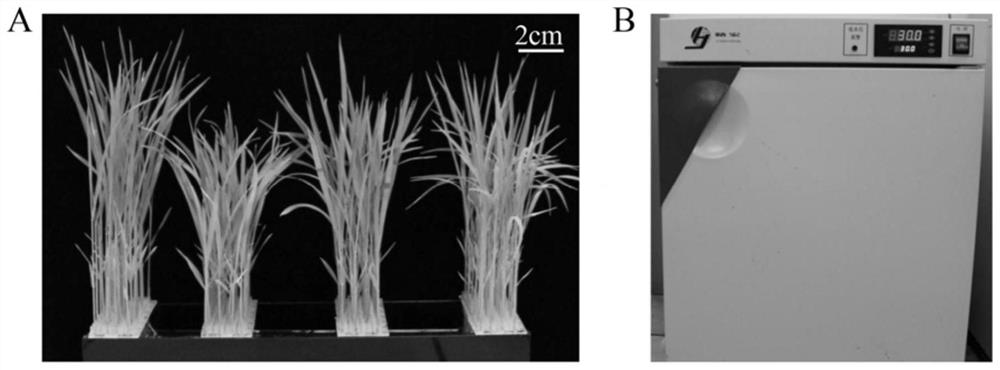 A method for detecting the distribution of chloroplasts in rice leaves after light treatment