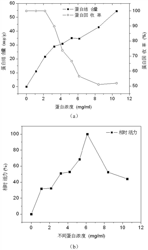 A method for directional immobilization of lipase by nano-iron ferric oxide