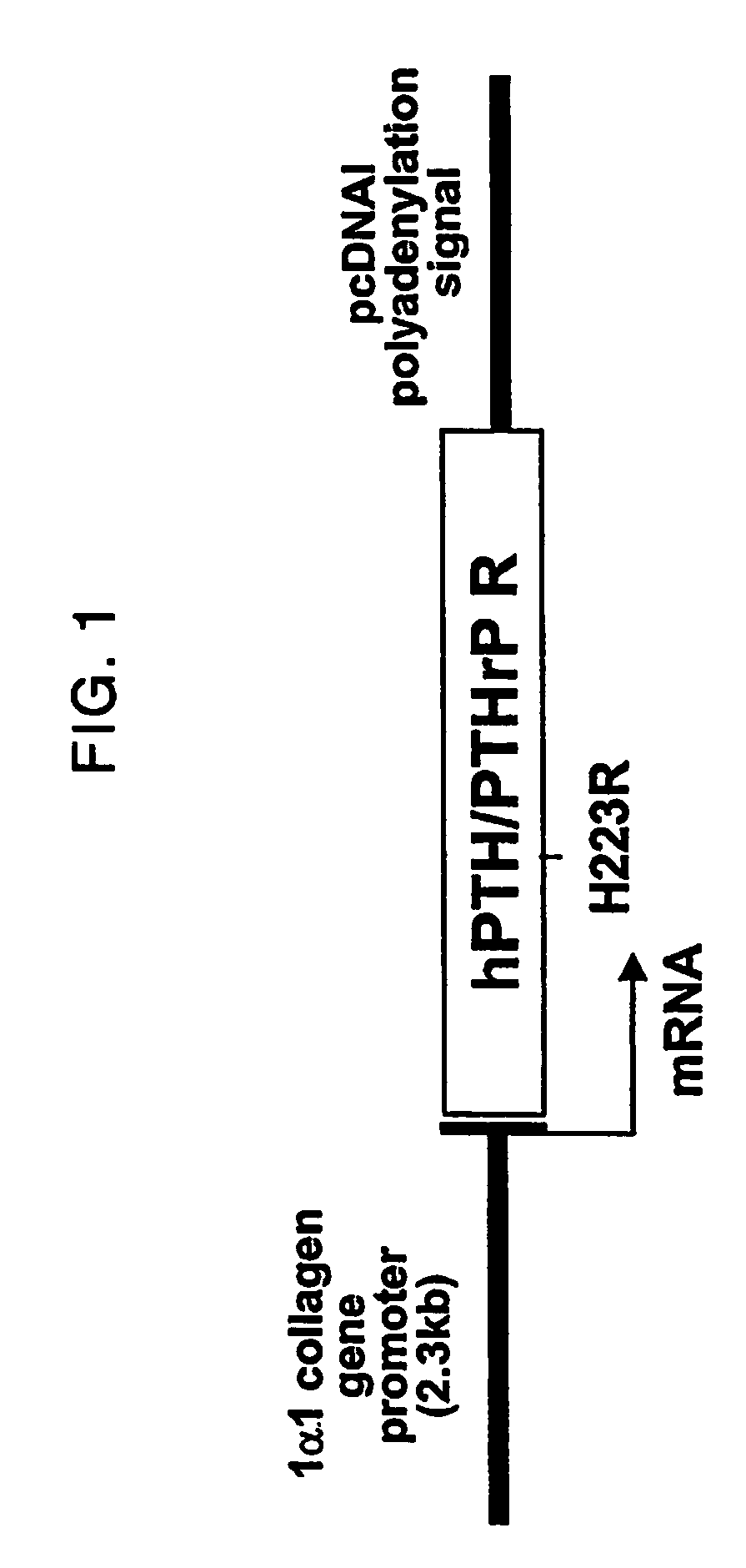 Parathyroid hormone receptor activation and stem and progenitor cell expansion