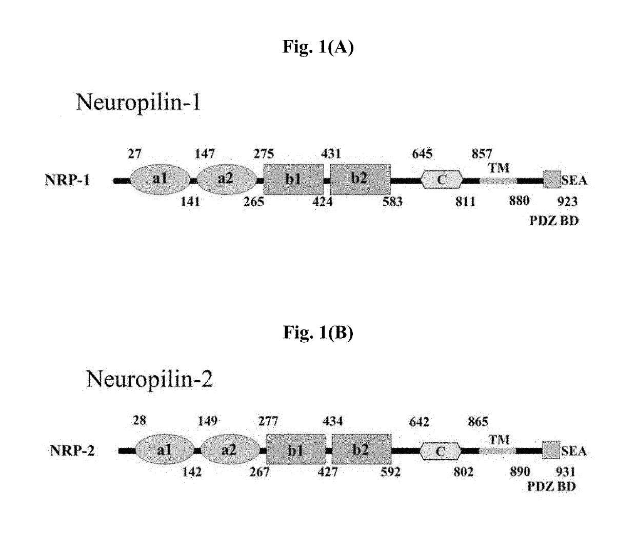 Neuropilin-1 specific binding peptide, fusion protein fused with same, and use thereof