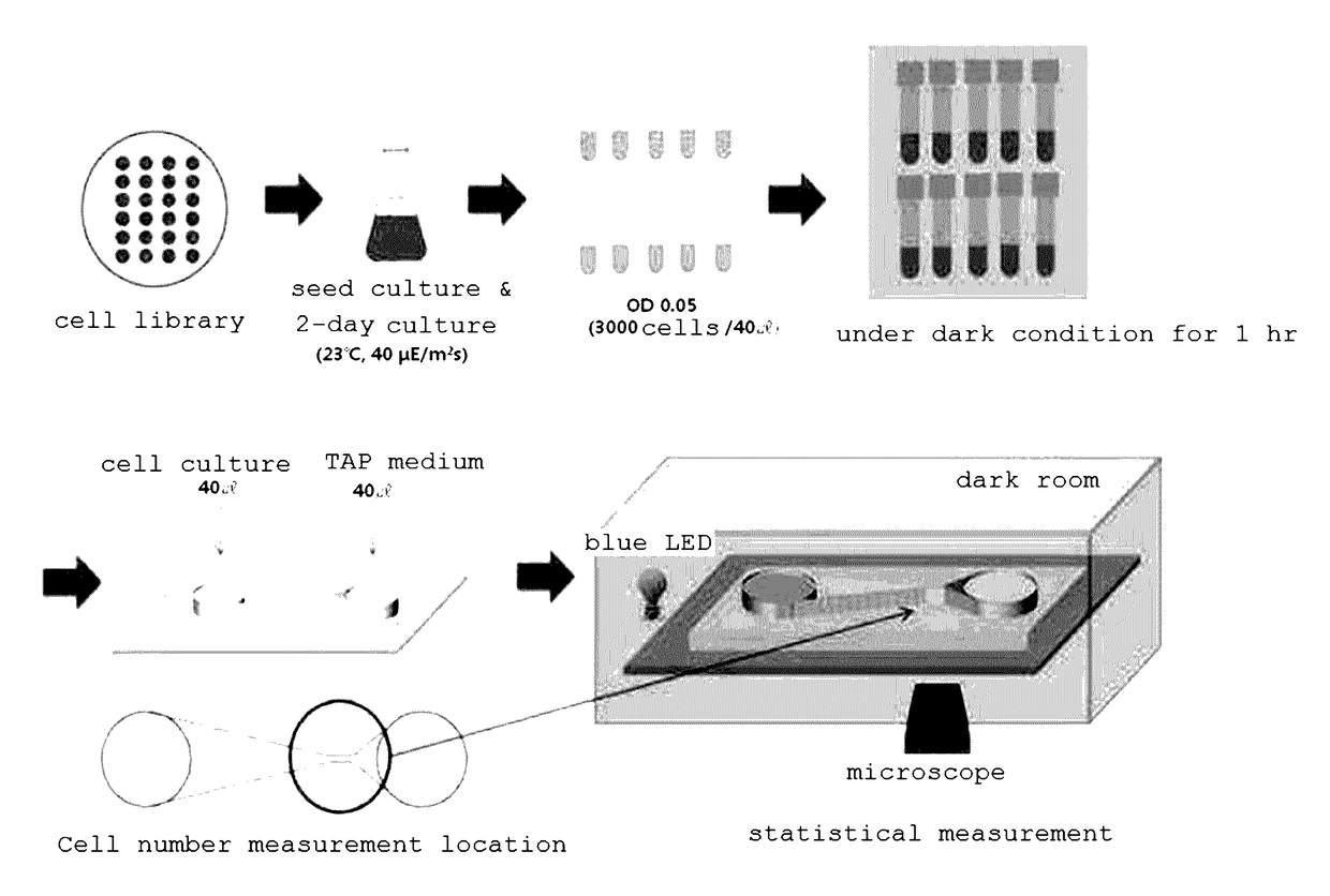 Discrimination method for mutation-induced unicellular organism and microfluidic device used therefor