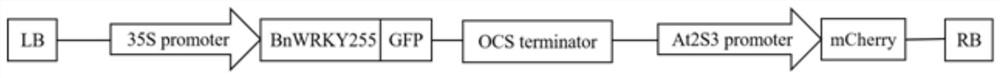 Gene related to drought resistance of oilseed rape, overexpression vector, cell line, host bacterium and application of gene, overexpression vector, cell line and host bacterium