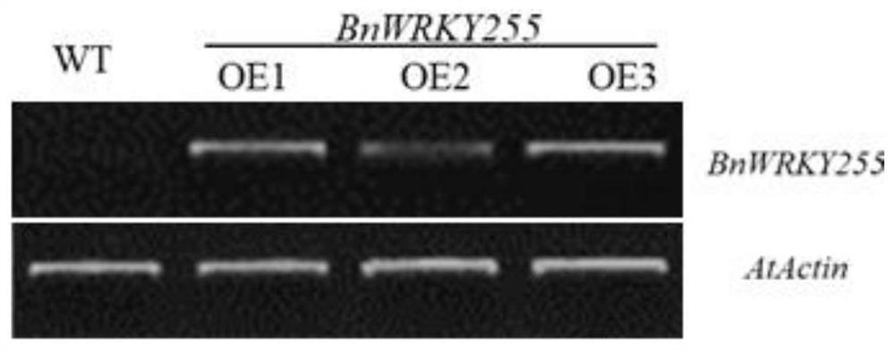 Gene related to drought resistance of oilseed rape, overexpression vector, cell line, host bacterium and application of gene, overexpression vector, cell line and host bacterium