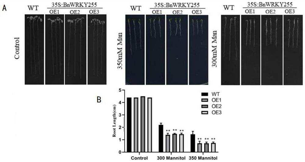 Gene related to drought resistance of oilseed rape, overexpression vector, cell line, host bacterium and application of gene, overexpression vector, cell line and host bacterium