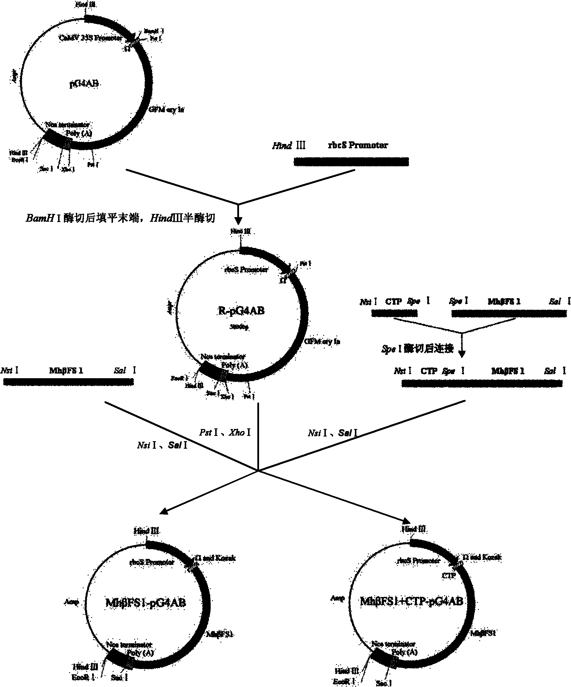 Method for breeding aphid-resistant transgenic wheat and special vector