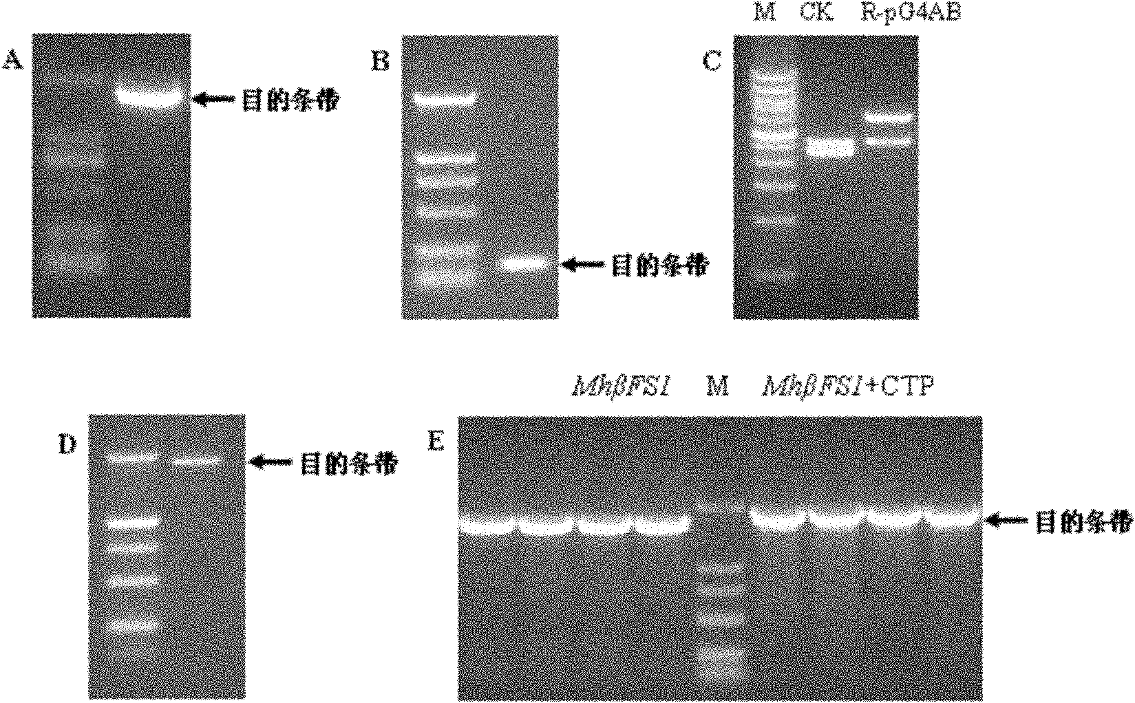 Method for breeding aphid-resistant transgenic wheat and special vector