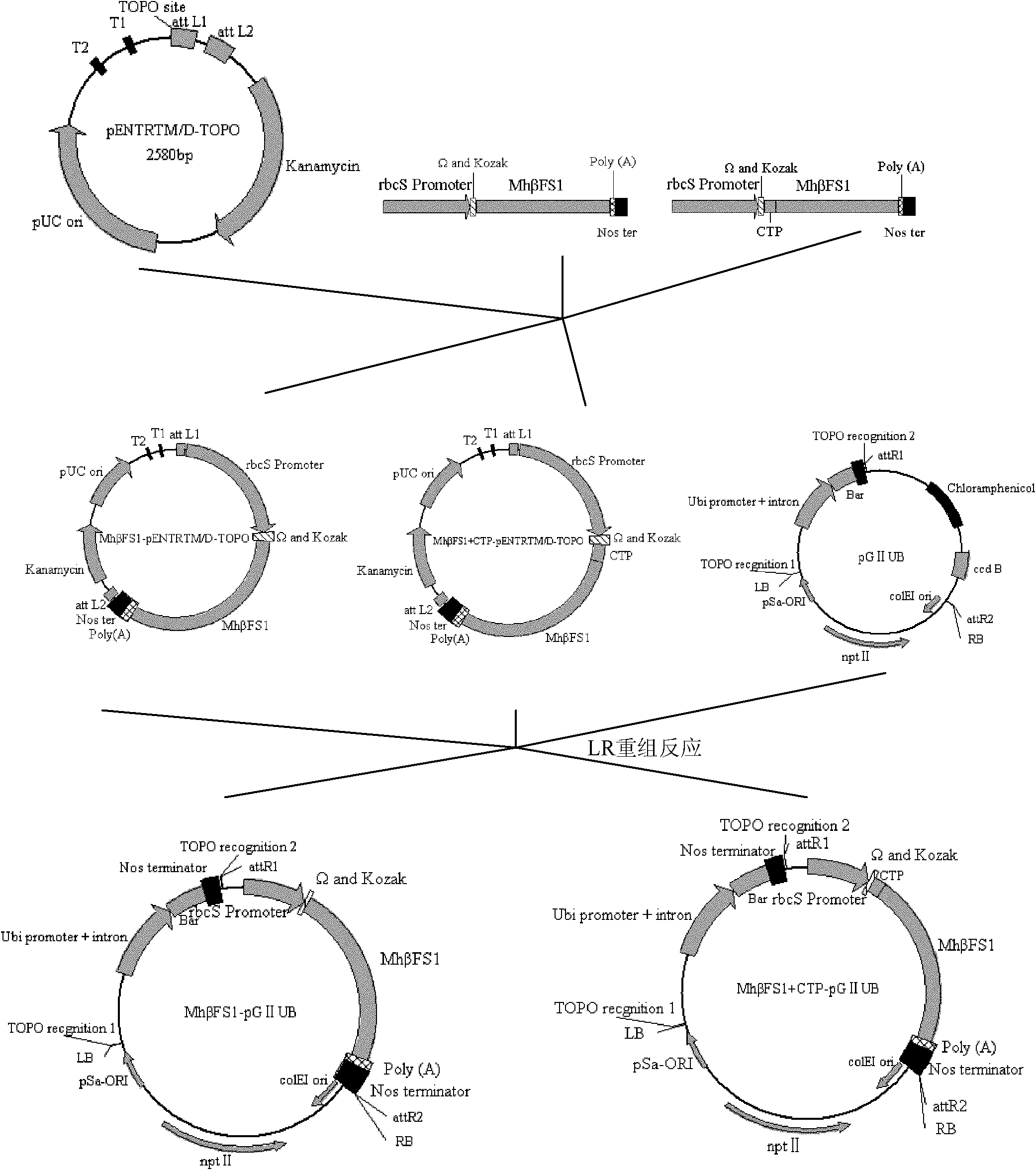 Method for breeding aphid-resistant transgenic wheat and special vector