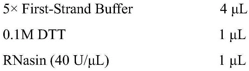 Bovine viral diarrhea virus strain and application thereof