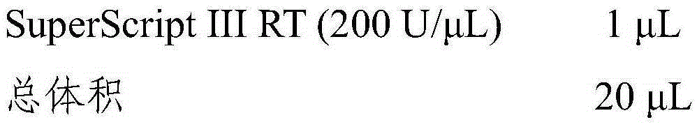 Bovine viral diarrhea virus strain and application thereof