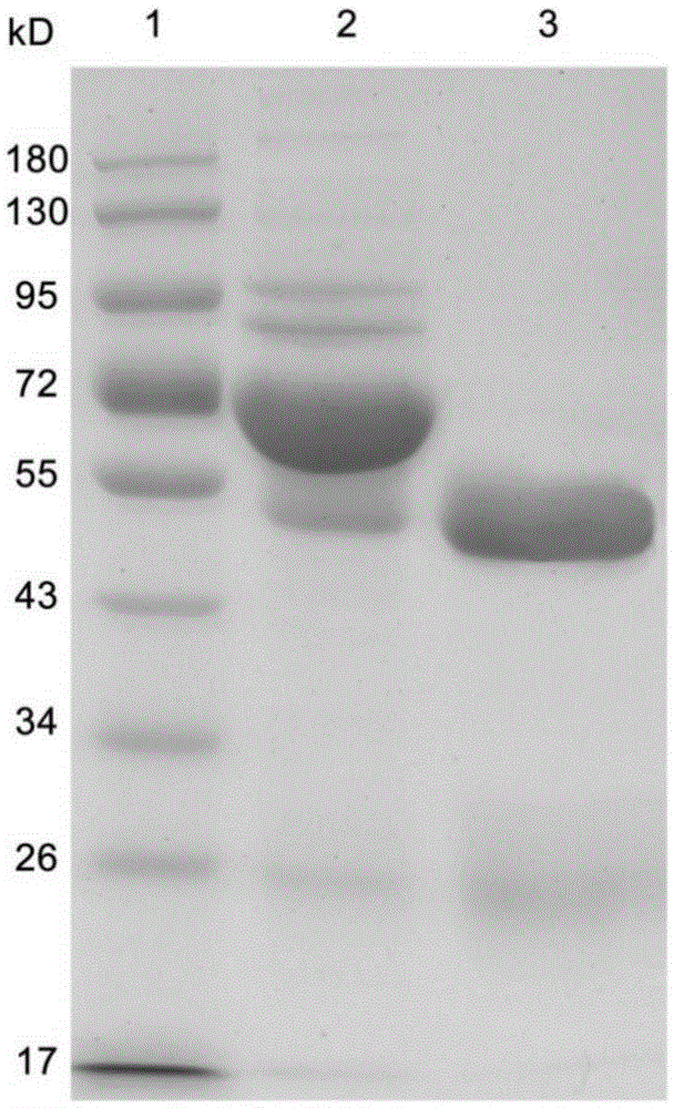 Bovine viral diarrhea virus strain and application thereof