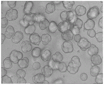 Olefin polymerization catalyst, preparation method of olefin polymerization catalyst and olefin polymerization method