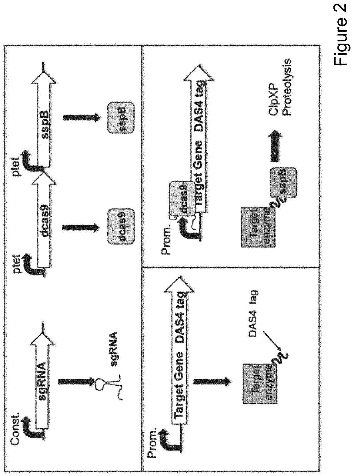 Compositions and methods for rapid and dynamic flux control using synthetic metabolic valves