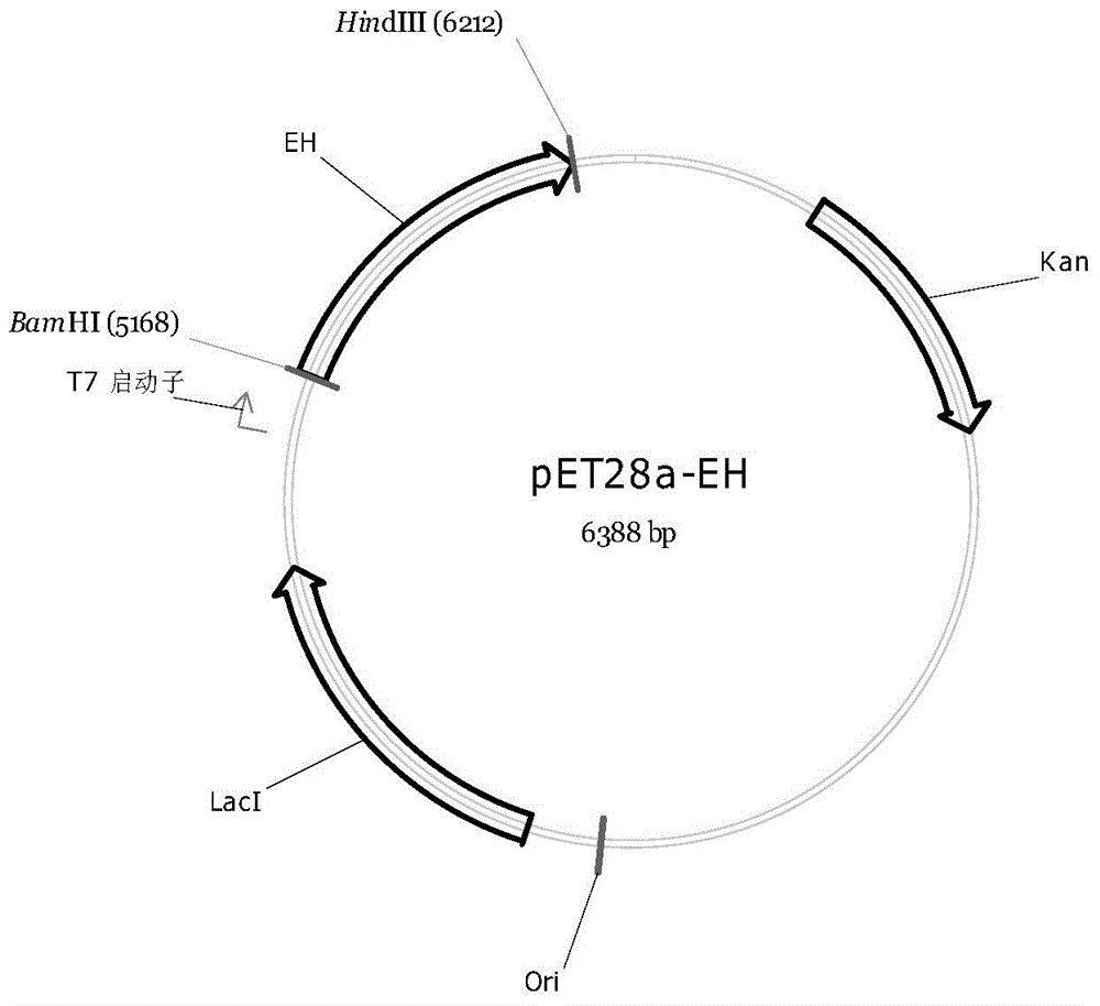 Epoxide hydrolase as well as encoding gene and application thereof